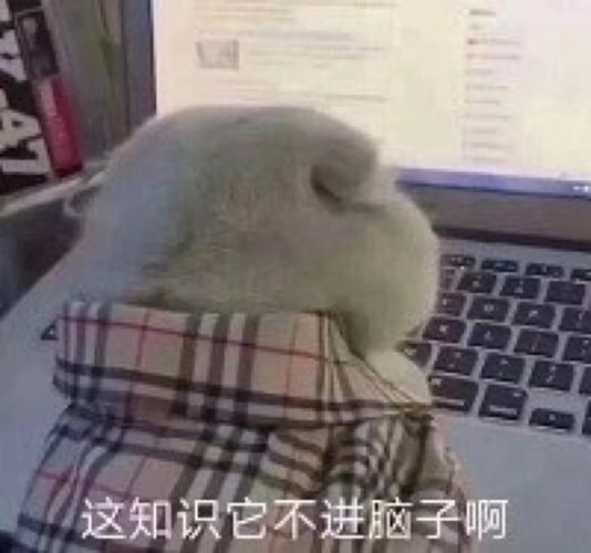 朋友圈 搞怪 沙雕 图片
