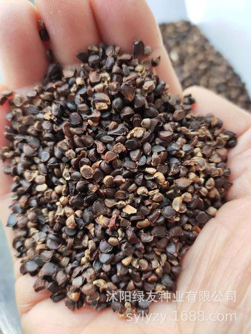 批发多年生鸢尾种子  德国鸢尾种子