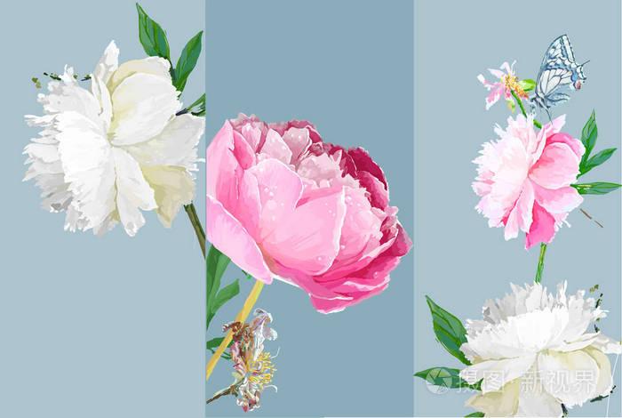 一朵风景如画的牡丹花.季节性花.花序和叶.矢量格式的手绘图