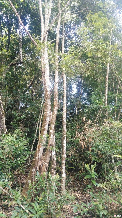 11万亩西南桦,水冬瓜,毛毛树等自然林林地和林木一起流转,出售.