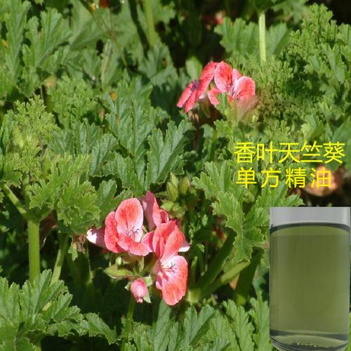 厂家供应 单方精油 香叶天竺葵精油 护肤原料 50毫升