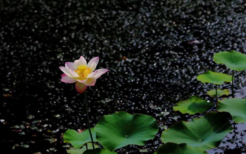 花卉摄影,如何把荷花拍摄出"禅意"效果?试试这3个拍摄