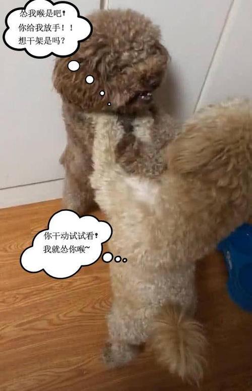 两只泰迪见面就干架~主人被他们干架气势笑到抽!