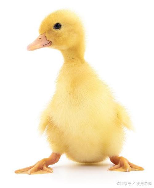 做好这几件事,增加鸭苗的存活率,让鸭子健康成长