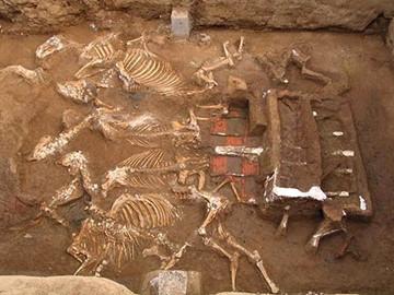 秦始皇祖母墓现西安财院 文物所有权当归国家(图)