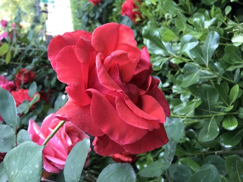 红蔷薇