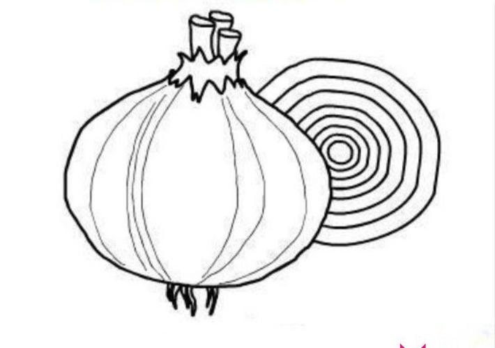 洋葱简笔画