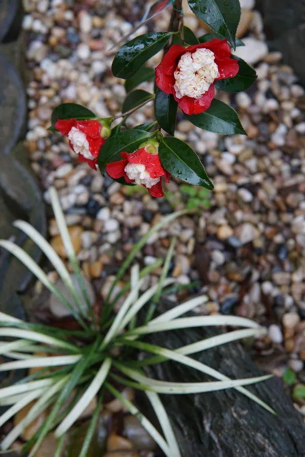 日本山茶"红卜伴" 放几张其它品种茶花的旧照.