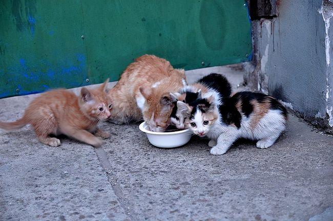 猫界潜规则流浪猫只有小猫没有大猫真相有几个