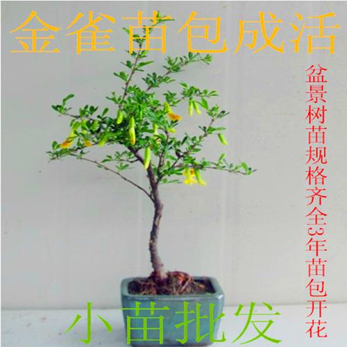 绿植盆栽黄金雀又名黄金鸟金雀花苗