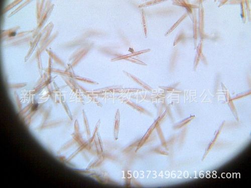 荧光切片 硅藻 荧光显微镜专用切片 植物藻类