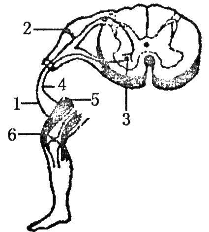 2012年辽宁省瓦房店市高级中学高二上学期期中考试生物试题.doc