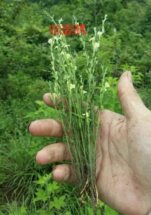 纯天然深山野生小独脚金黄花草疳积草开胃草3-4次用量