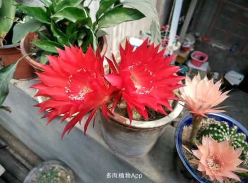 彩草