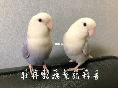 牡丹鹦鹉繁殖科普_牡丹_手养牡丹鹦鹉_宠物_宠物其他