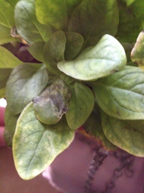 矮牵牛叶子发黄,用了硫酸亚铁后就变成这样了,有黑斑