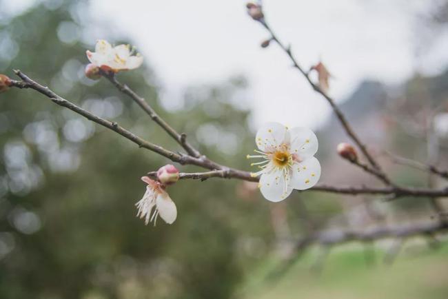 3月赏梅花正适合梅花图片大全欣赏