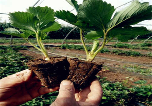 几月份比较好?怎么给草莓分株?