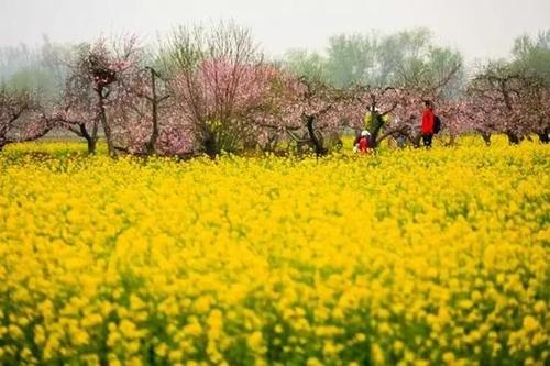50公里的晋州市周家庄乡,这里有3000亩梨园,梨树下还有一片片的油菜花