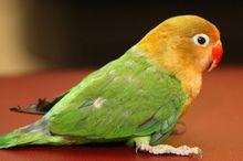 费氏情侣鹦鹉|3|58