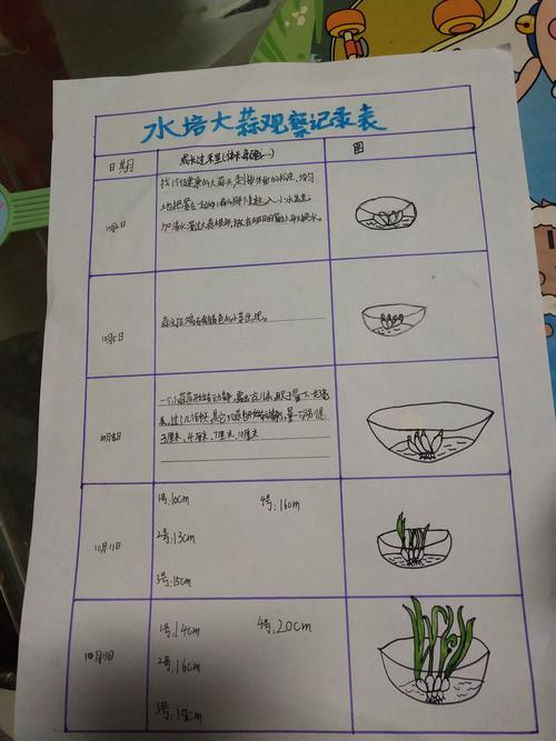 大蒜水培观察日记