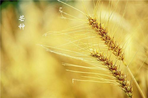 关于芒种习俗知识芒种节气民俗大全