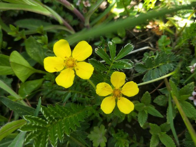 柳条河山中的野花花