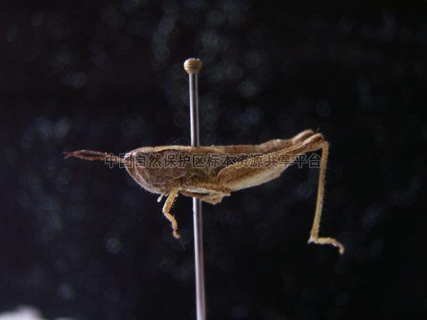 小翅雏蝗