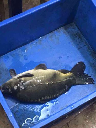 话说我们两人想吃条小的,捞了一会捞出一小鲁班鱼,也有3斤,如下图一.