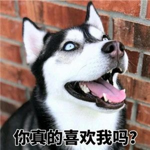 出来单挑啊哈士奇微信状态视频 素材