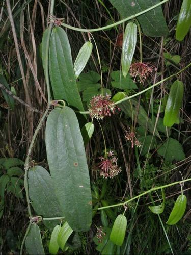 金刚藤的原植物有哪些?