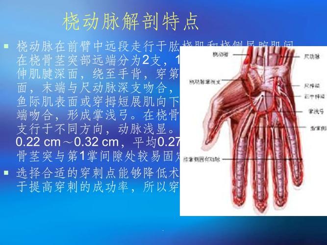 小儿桡动脉穿刺采血的方法与技巧ppt课件
