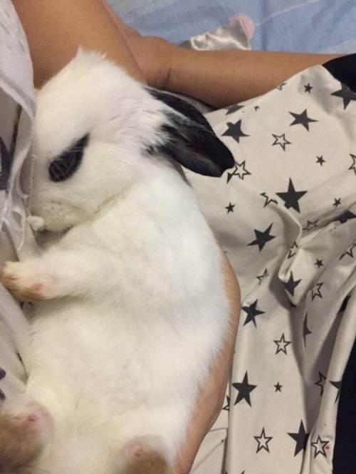 (赠送)免费赠送4个月熊猫兔,附带兔子笼和兔粮