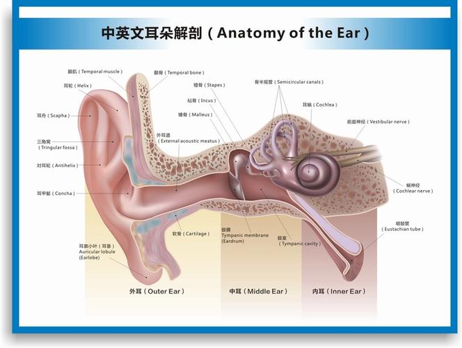 双耳解剖图耳朵的构造图耳部结构图听力损失分级中英文医学挂图sn4076