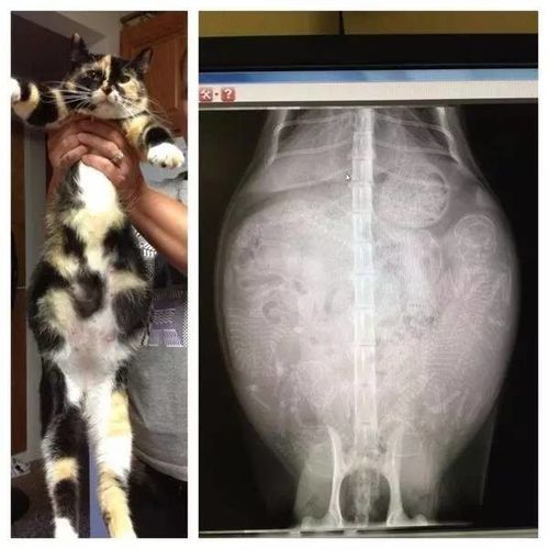 17种怀孕动物x光照片,大开眼界