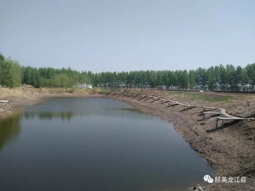 15645276665 去处3:龙河湾生态农庄,索伯台村东河道北800米,龙江县富