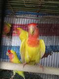 美国黄桃脸牡丹鹦鹉