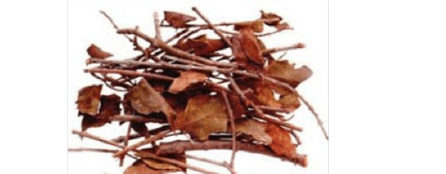 免费文档 所有分类 桑寄生  【别名】广寄生,桑上寄生,寄生,寓木,寄生