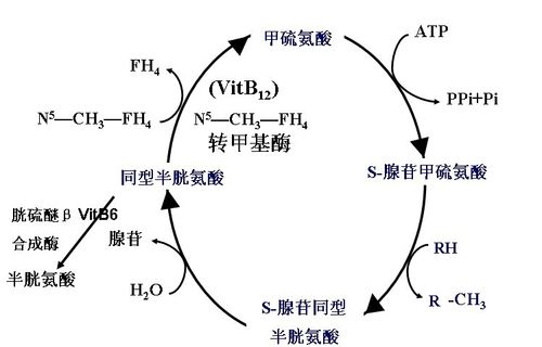同型半胱氨酸代谢
