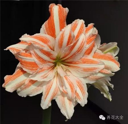 南非朱,芭蕾舞女,中花