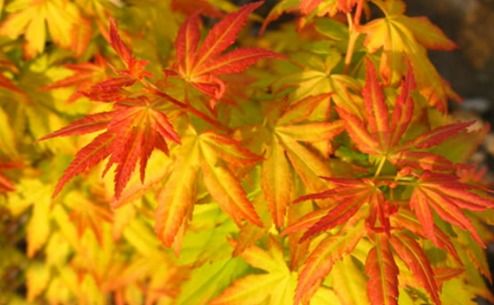 美丽田园的梦幻天空--日本红枫