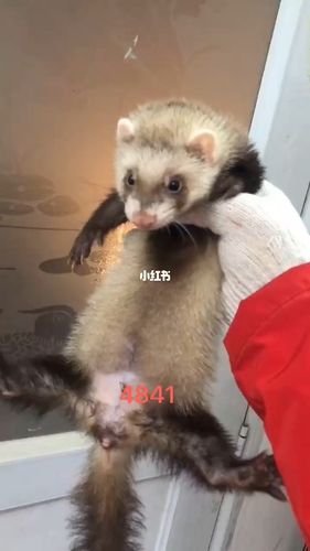 安格鲁貂_安格鲁貂_宠物_宠物其他