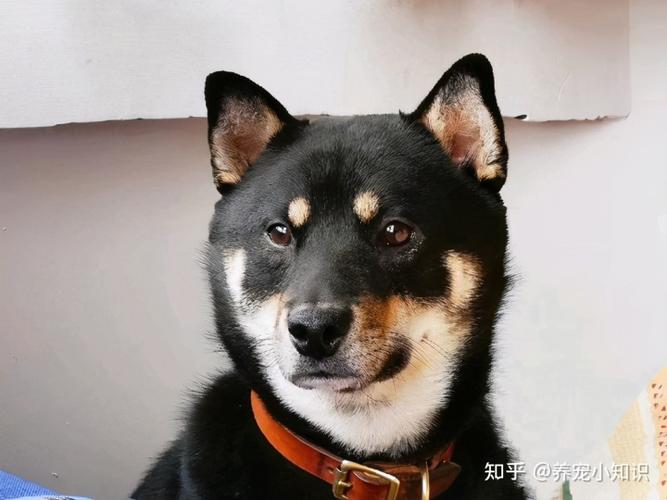 苏犬小时候和柴犬的相似度很高,品相的好苏犬长得也不比柴犬差,差的