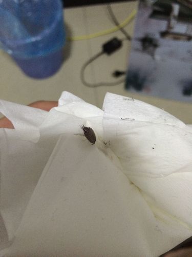 房间墙上发现好几只这种虫子(有图),请问是什么虫子啊?