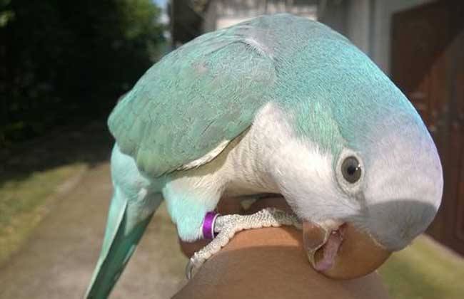 训练和尚鹦鹉和尚鹦鹉训练