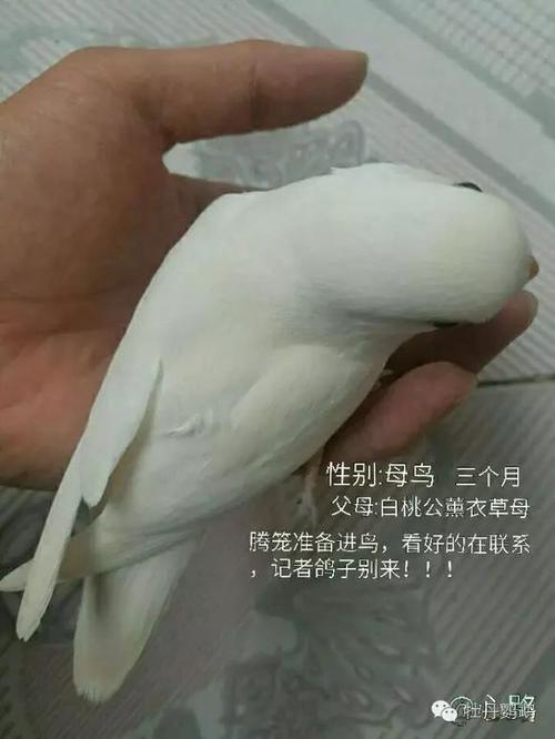 面类牡丹鹦鹉18种基础基因介绍