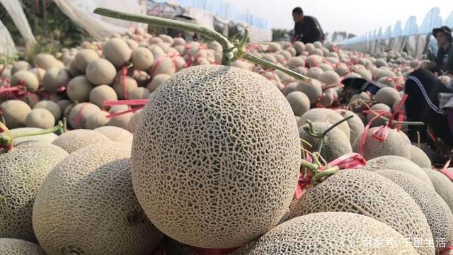 瓜中之王让人欲罢不能的海南网纹瓜