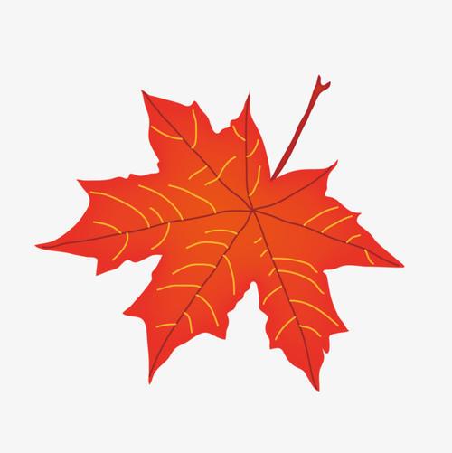 枫叶彩色素描简笔画
