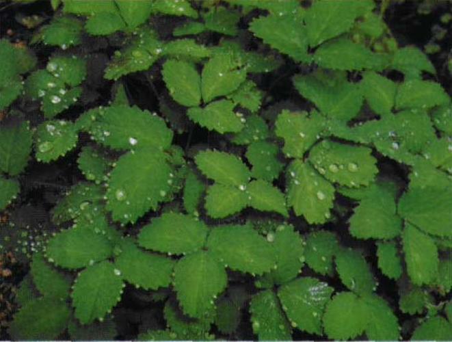 三叶委陵菜蔷薇科委陵菜属