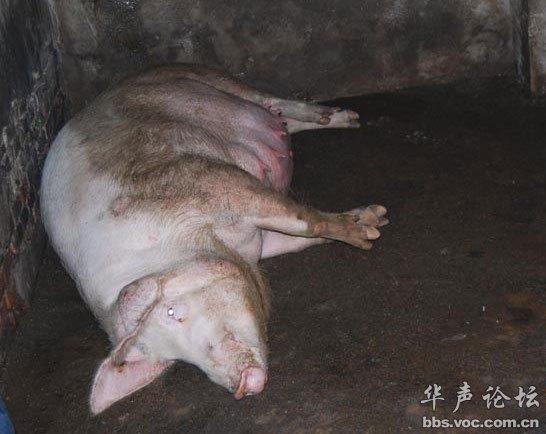 组图:农村接生猪崽全过程